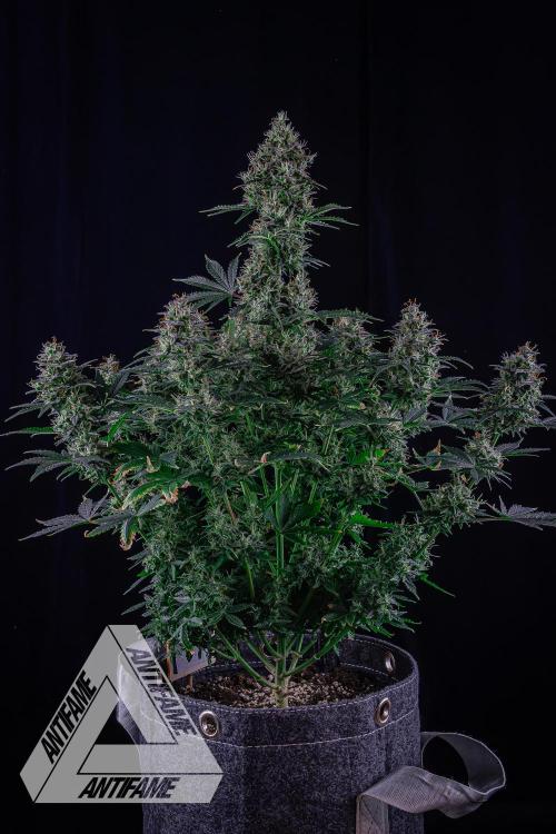 DIVINE SEEDS - Auto Northern Lights. Week 8