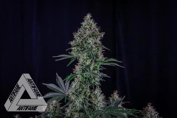 DIVINE SEEDS - Auto Northern Lights. Week 8