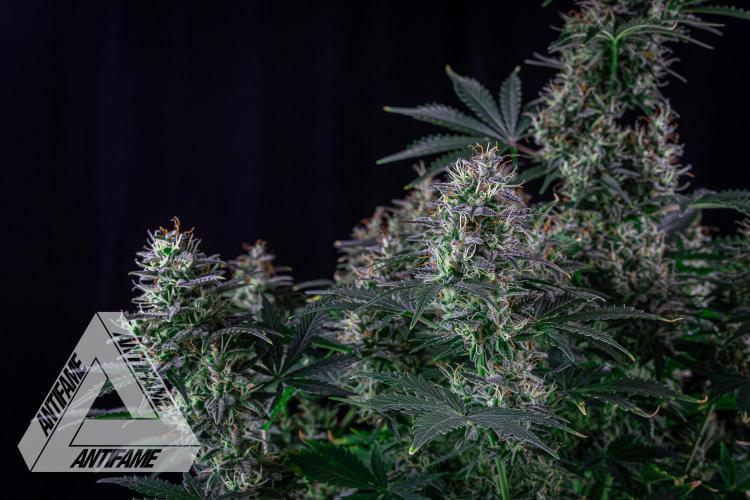 DIVINE SEEDS - Auto Northern Lights. Week 8