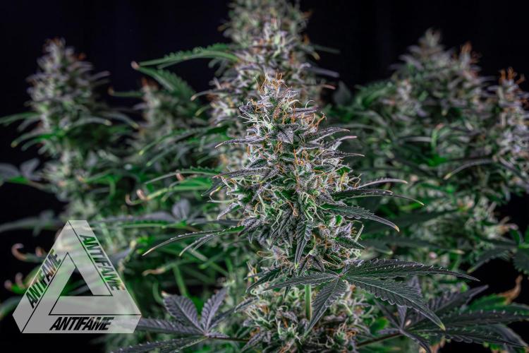 DIVINE SEEDS - Auto Northern Lights. Week 8