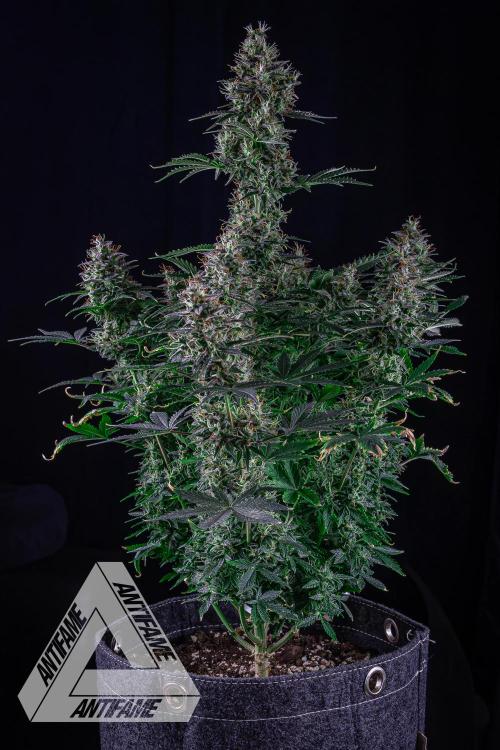 DIVINE SEEDS - Auto Northern Lights. Week 8