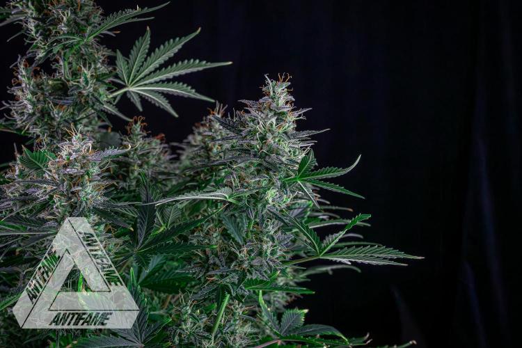 DIVINE SEEDS - Auto Northern Lights. Week 8