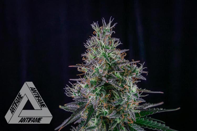 DIVINE SEEDS - Auto Northern Lights. Week 8