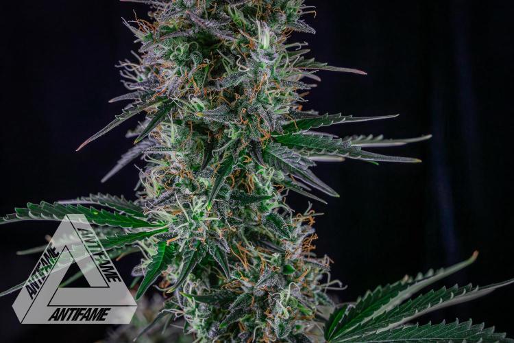 DIVINE SEEDS - Auto Northern Lights. Week 8