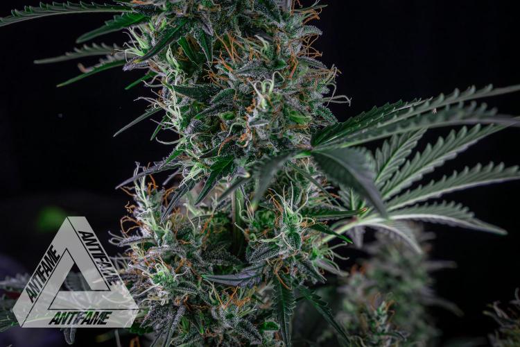 DIVINE SEEDS - Auto Northern Lights. Week 8