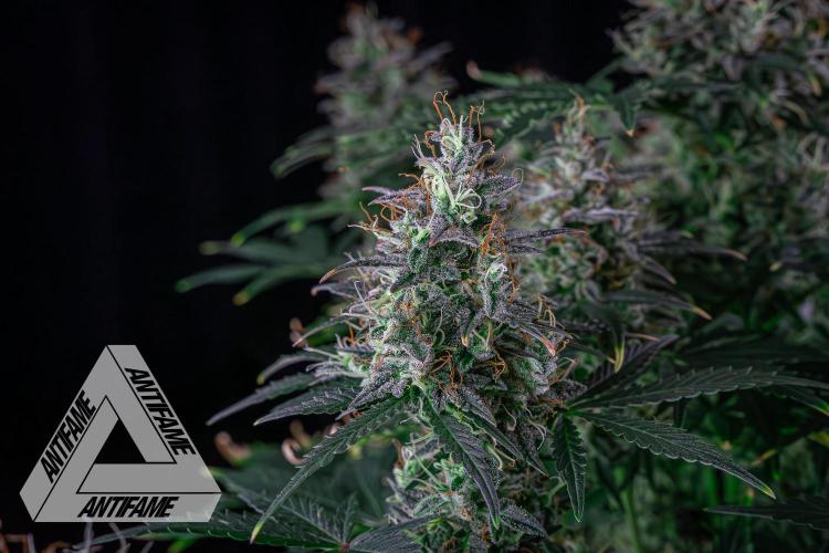 DIVINE SEEDS - Auto Northern Lights. Week 8