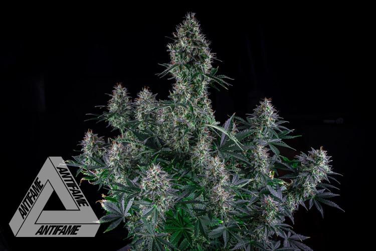 DIVINE SEEDS - Auto Northern Lights. Week 8