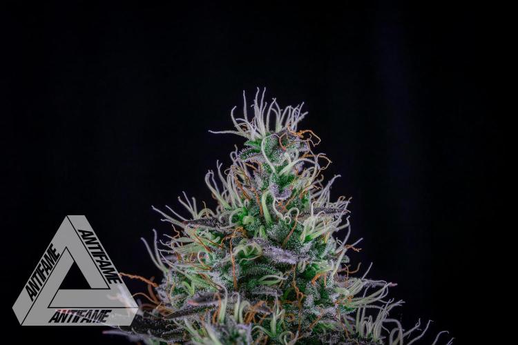 DIVINE SEEDS - Auto Northern Lights. Week 8