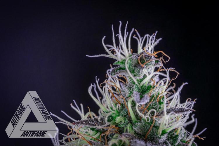 DIVINE SEEDS - Auto Northern Lights. Week 8