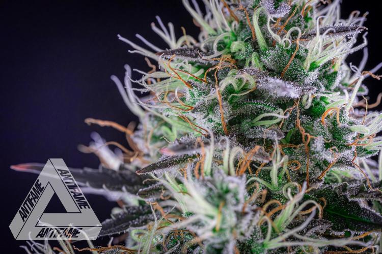 DIVINE SEEDS - Auto Northern Lights. Week 8