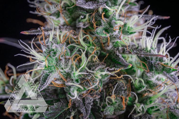 DIVINE SEEDS - Auto Northern Lights. Week 8