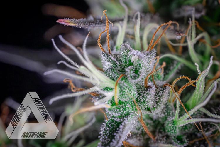 DIVINE SEEDS - Auto Northern Lights. Week 8