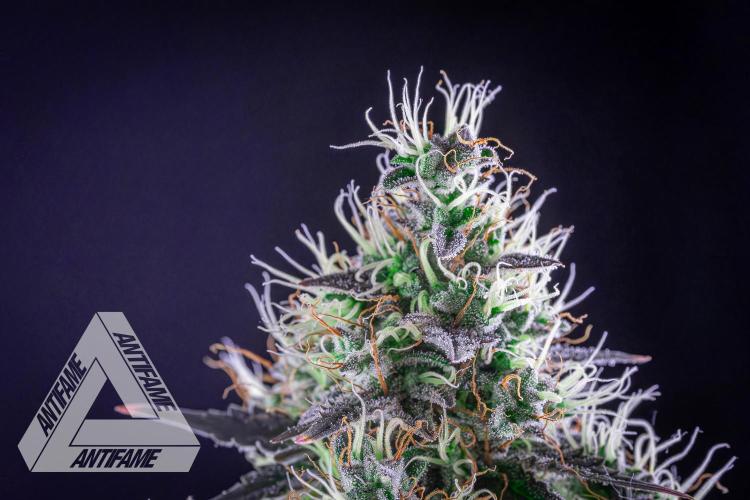 DIVINE SEEDS - Auto Northern Lights. Week 8