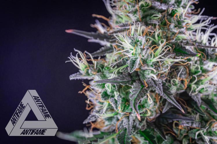 DIVINE SEEDS - Auto Northern Lights. Week 8