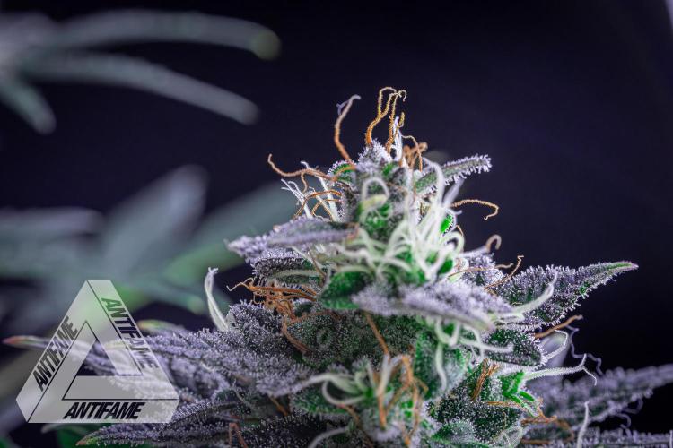 DIVINE SEEDS - Auto Northern Lights. Week 8