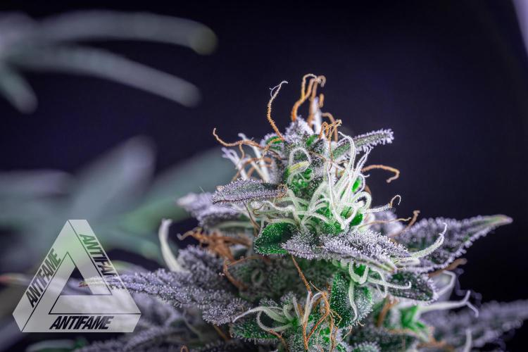 DIVINE SEEDS - Auto Northern Lights. Week 8