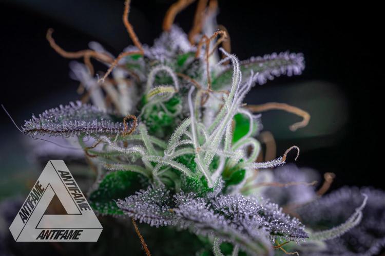 DIVINE SEEDS - Auto Northern Lights. Week 8