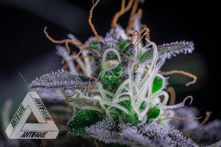 DIVINE SEEDS - Auto Northern Lights. Week 8