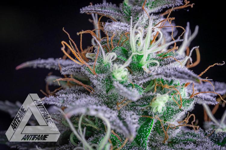 DIVINE SEEDS - Auto Northern Lights. Week 8