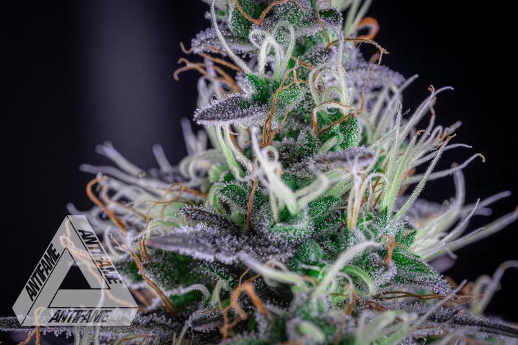 DIVINE SEEDS - Auto Northern Lights. Week 8