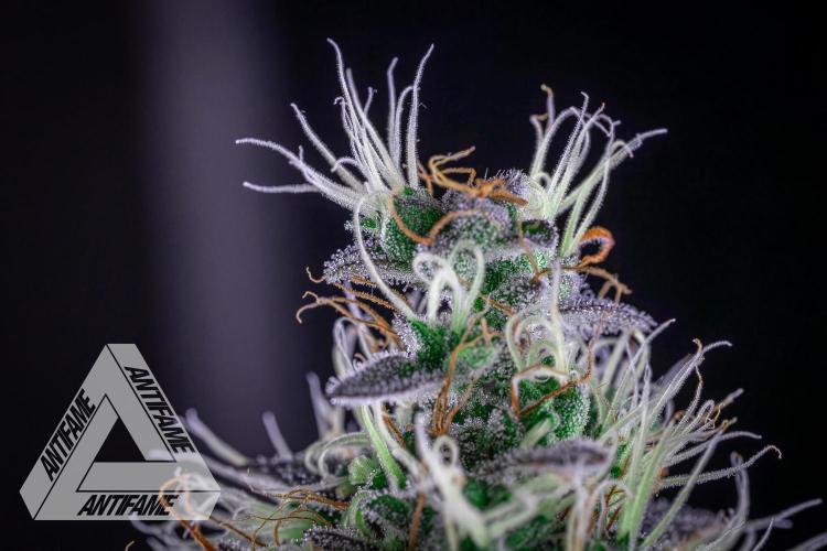 DIVINE SEEDS - Auto Northern Lights. Week 8