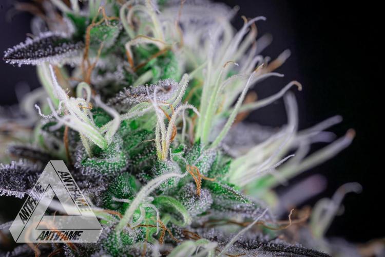 DIVINE SEEDS - Auto Northern Lights. Week 8