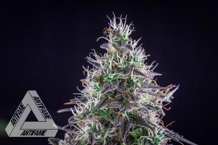 DIVINE SEEDS - Auto Northern Lights. Week 8