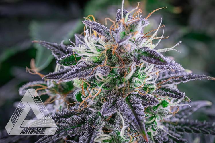 DIVINE SEEDS - Auto Northern Lights. Week 8