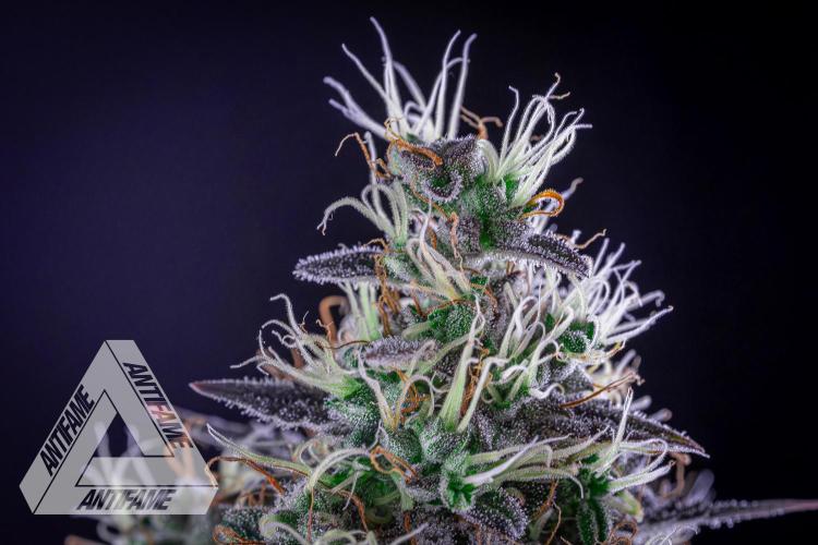 DIVINE SEEDS - Auto Northern Lights. Week 8