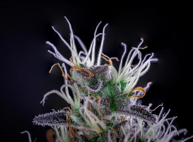 DIVINE SEEDS - Auto Northern Lights. Week 8