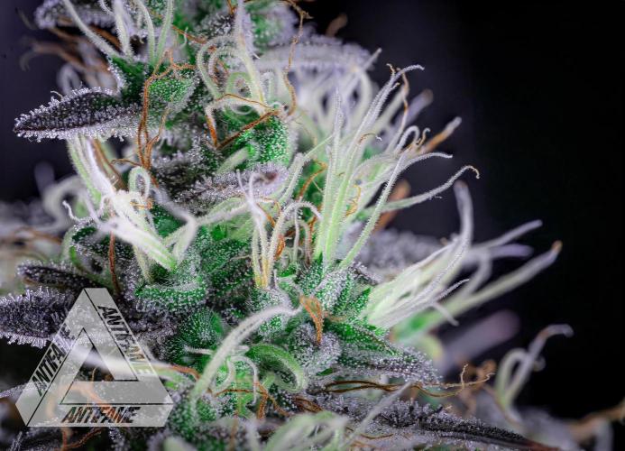 DIVINE SEEDS - Auto Northern Lights. Week 8