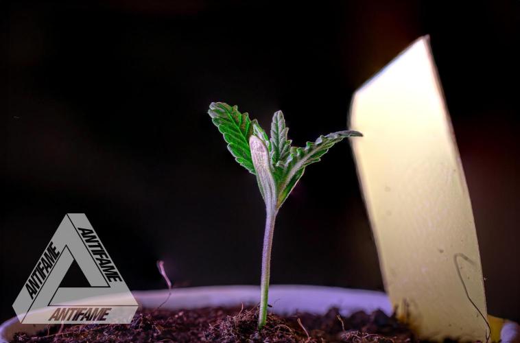 IZI SEEDS - Grandpa Zombie Genetics FemY. Week 1