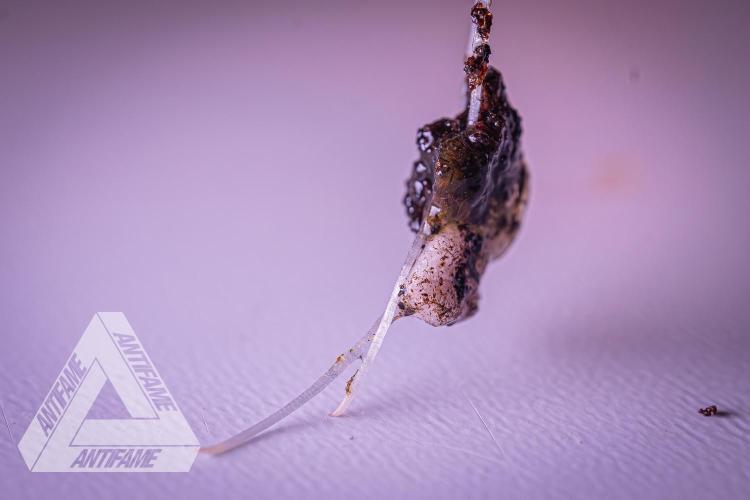 IZI SEEDS - Grandpa Zombie Genetics FemY. Week 1