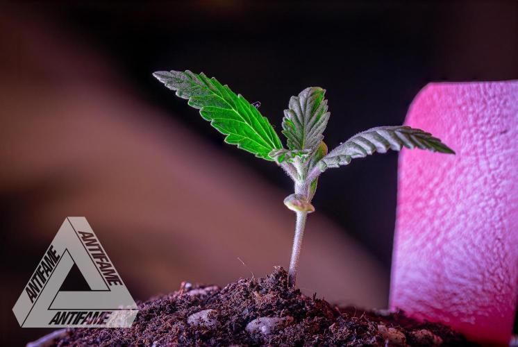 IZI SEEDS - Grandpa Zombie genetics femR. Week 1