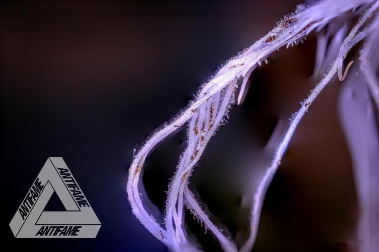 IZI SEEDS - Grandpa Zombie genetics femR. Week 1