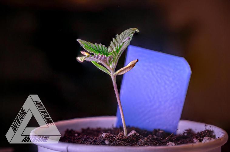 IZI SEEDS - Grandpa Zombie genetics femB. Week 1