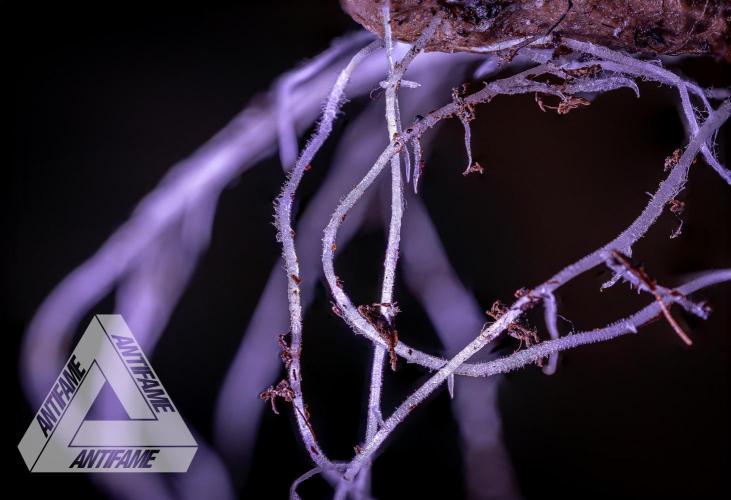 IZI SEEDS - Grandpa Zombie genetics femB. Week 1