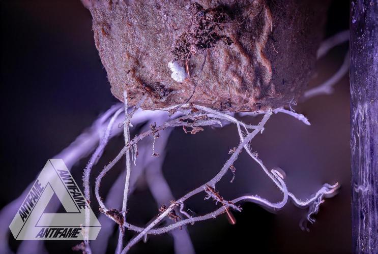 IZI SEEDS - Grandpa Zombie genetics femB. Week 1