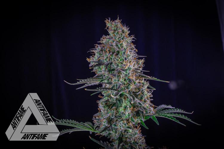 DIVINE SEEDS - Auto Northern Lights. Week 9