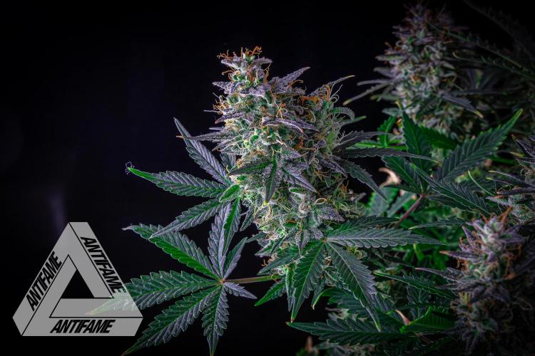 DIVINE SEEDS - Auto Northern Lights. Week 9