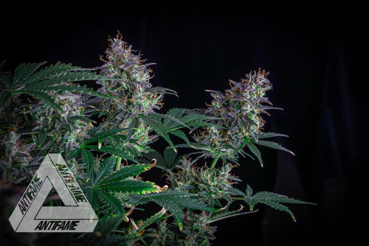 DIVINE SEEDS - Auto Northern Lights. Week 9