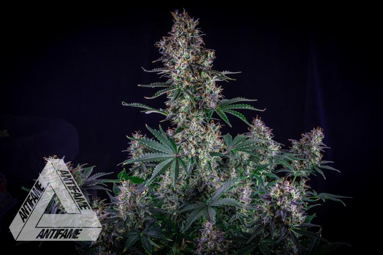 DIVINE SEEDS - Auto Northern Lights. Week 9