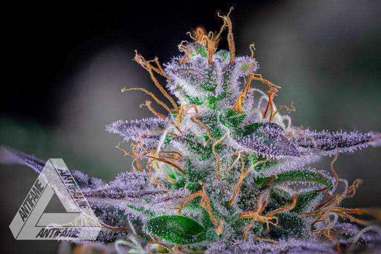 DIVINE SEEDS - Auto Northern Lights. Week 9