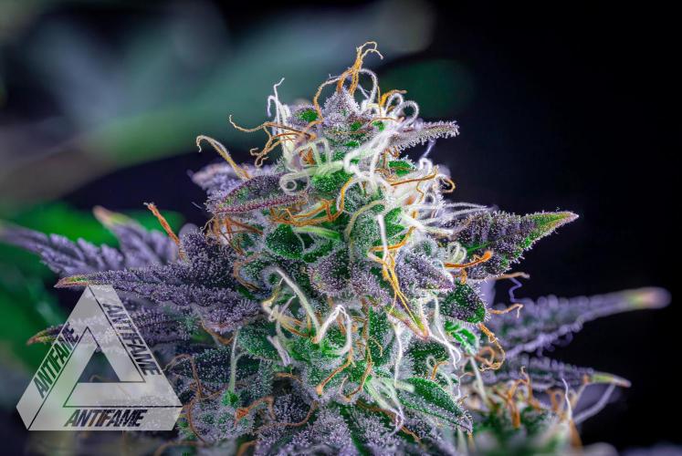 DIVINE SEEDS - Auto Northern Lights. Week 9