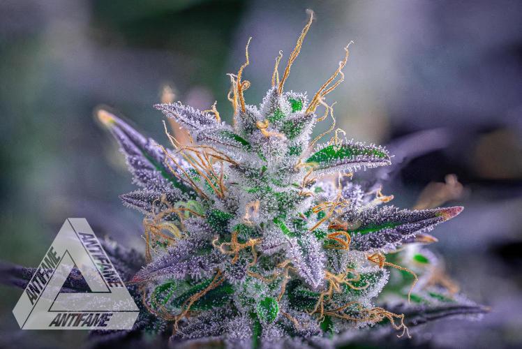 DIVINE SEEDS - Auto Northern Lights. Week 9