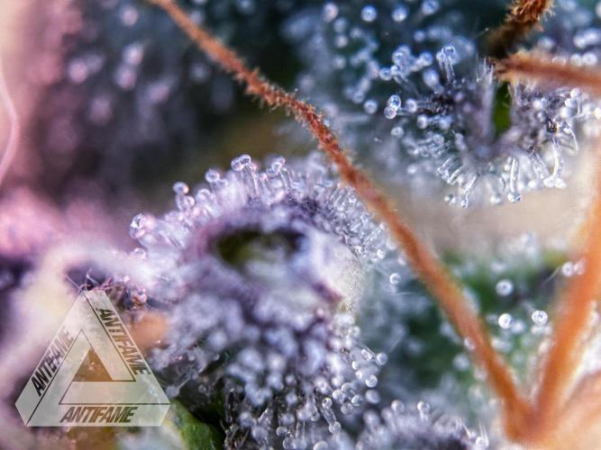 DIVINE SEEDS - Auto Northern Lights. Week 9