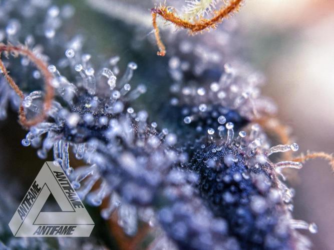 DIVINE SEEDS - Auto Black Opium. Week 11