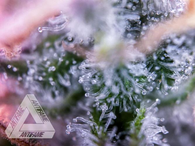 DIVINE SEEDS - Auto Black Opium. Week 11