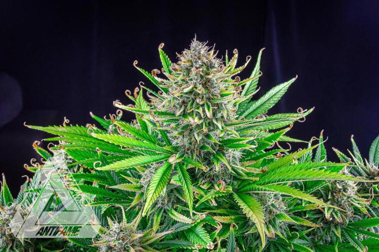 DIVINE SEEDS - Auto Black Opium. Week 11