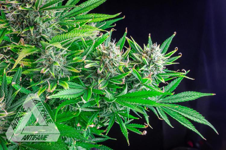 DIVINE SEEDS - Auto Black Opium. Week 11